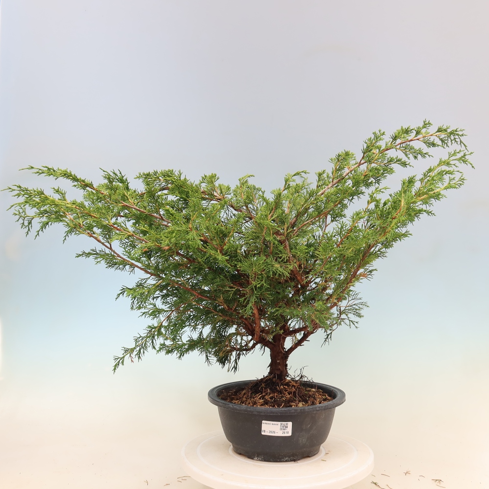 Outdoor bonsai - Juniperus chinensis Itoigawa