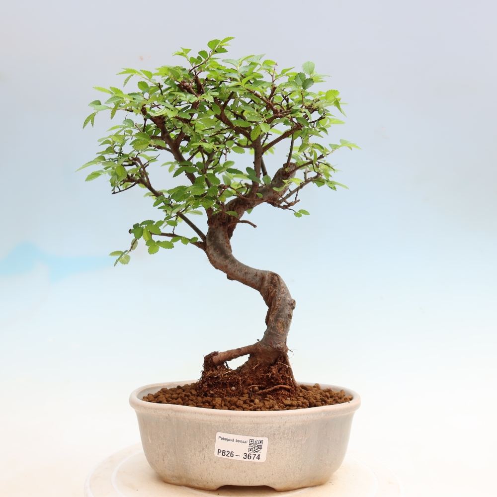 Room bonsai - Ulmus parvifolia - Small-leaved elm