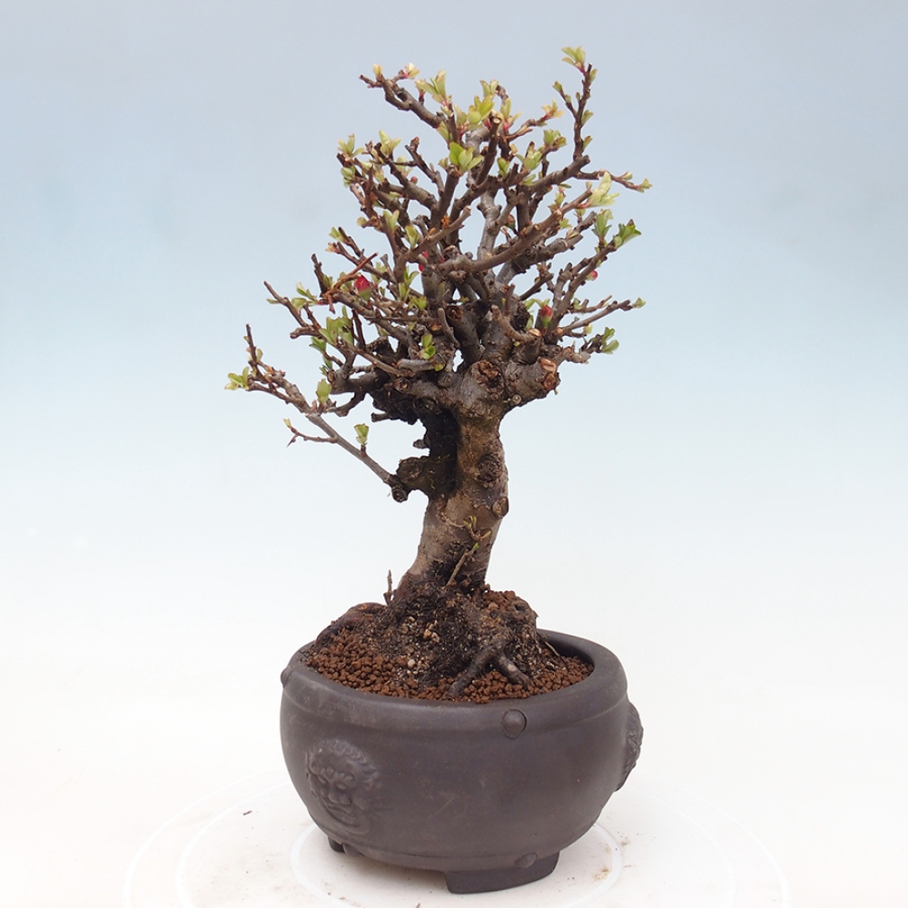 Outdoor bonsai - Chaneomeles speciosa - Quince