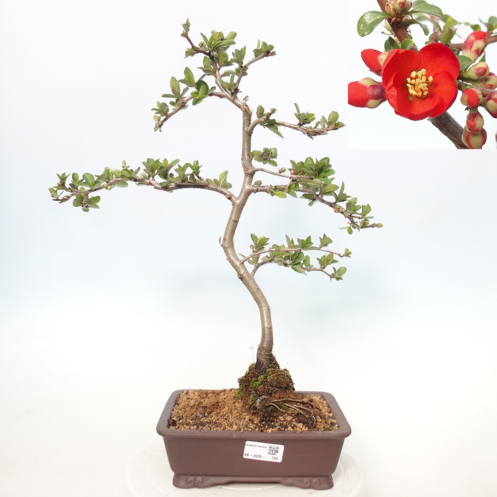 Outdoor bonsai - Chaneomeles sup. Nicoline - Quince
