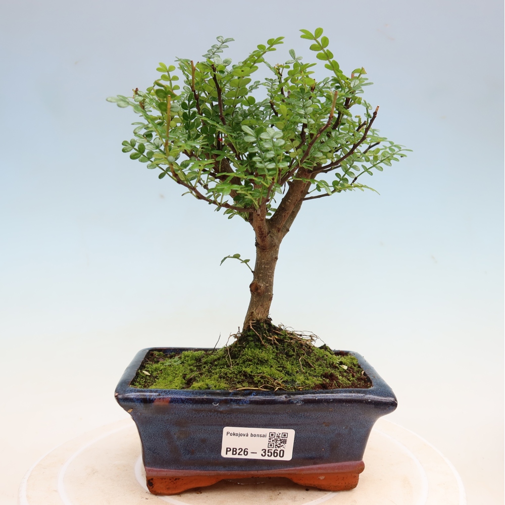 Room bonsai - Zantoxylum piperitum - pepper tree