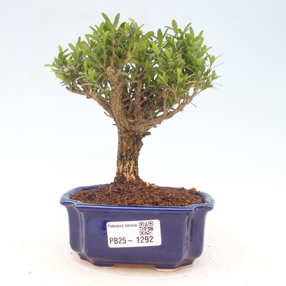 Room bonsai - Buxus harlandii - cork buxus