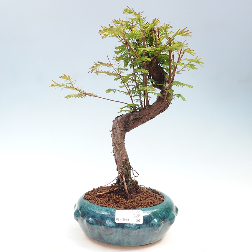 Outdoor bonsai - Metasequoia glyptostroboides - Chinese Metasequoia