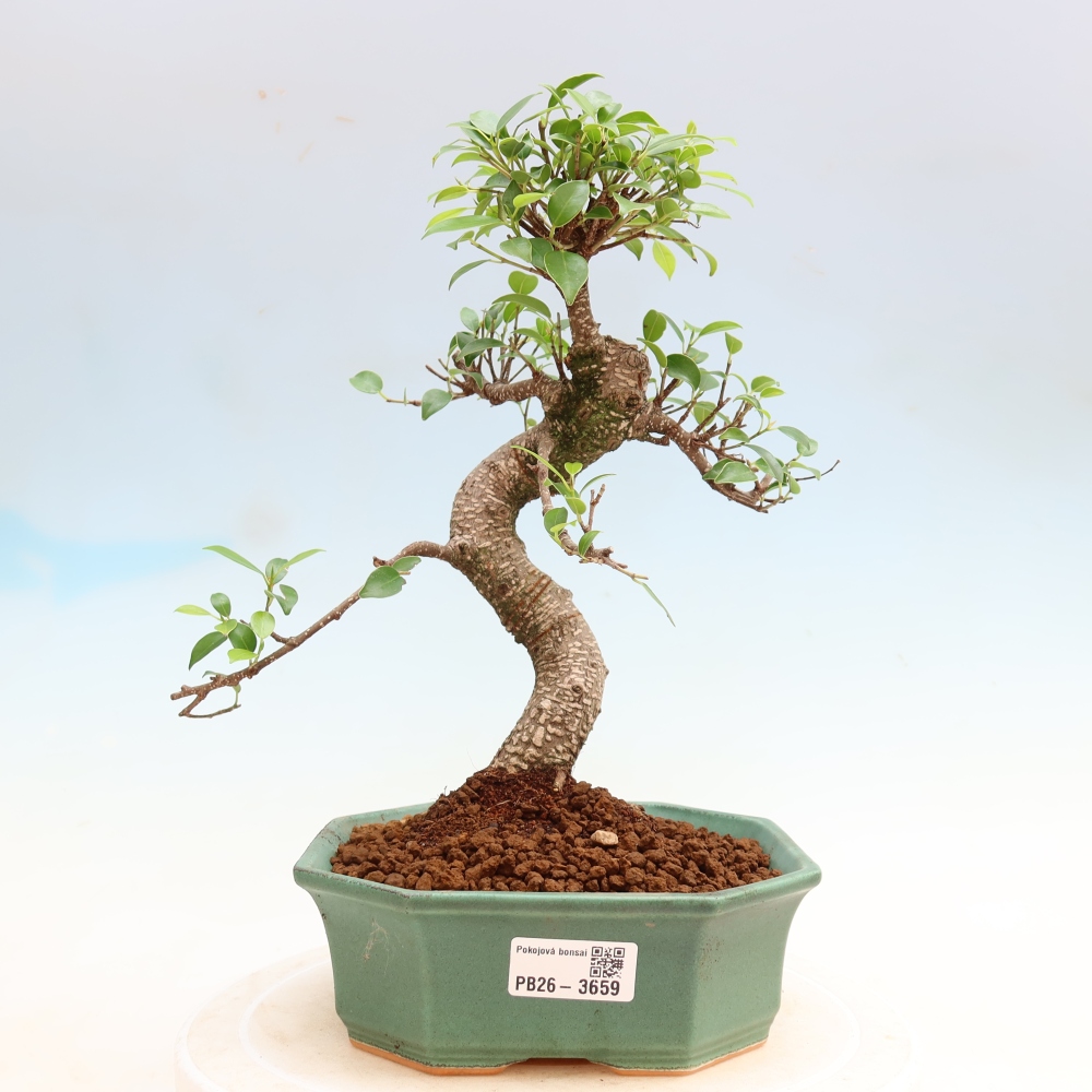 Room bonsai - Ficus kimmen - small-leaved ficus