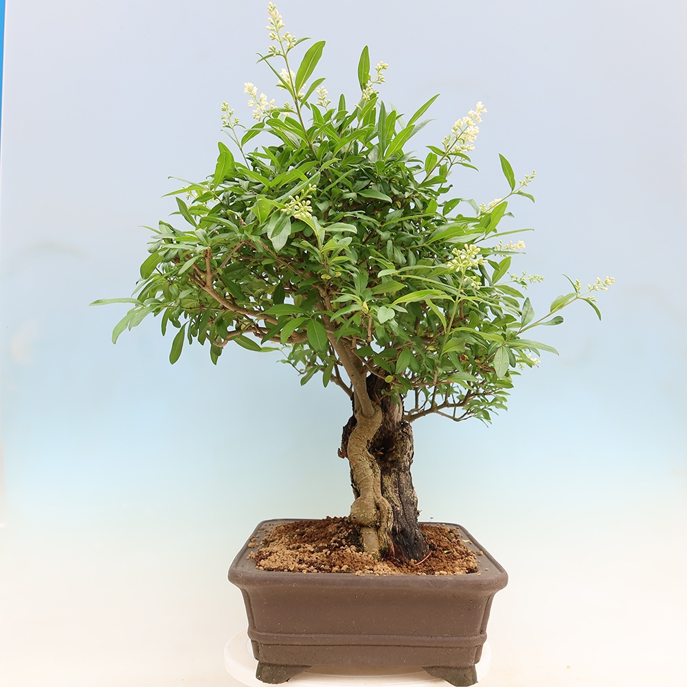 Outdoor bonsai - Ligustrum vulgare - Birds Beak