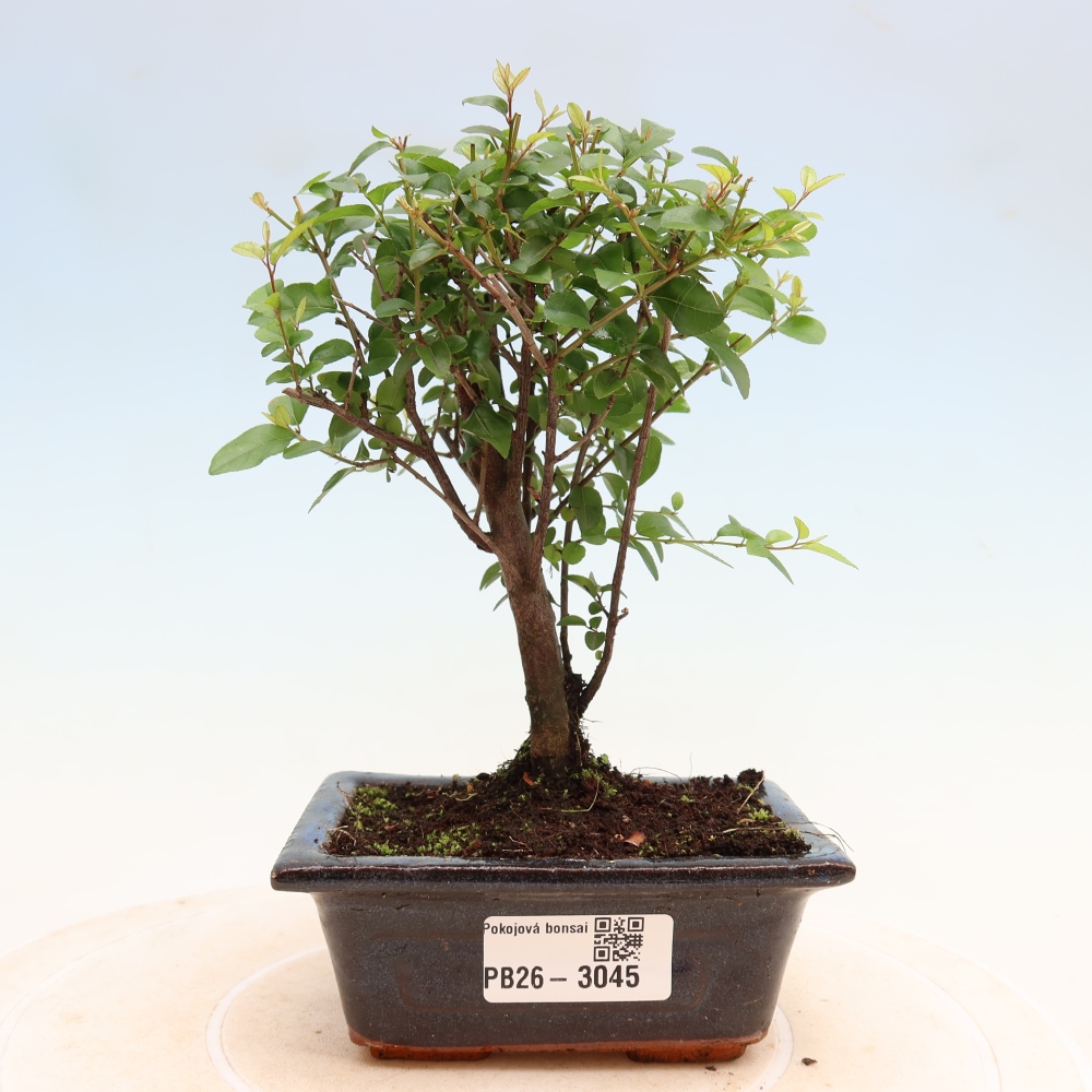 Room bonsai - Sageretia thea - Sageretia thea
