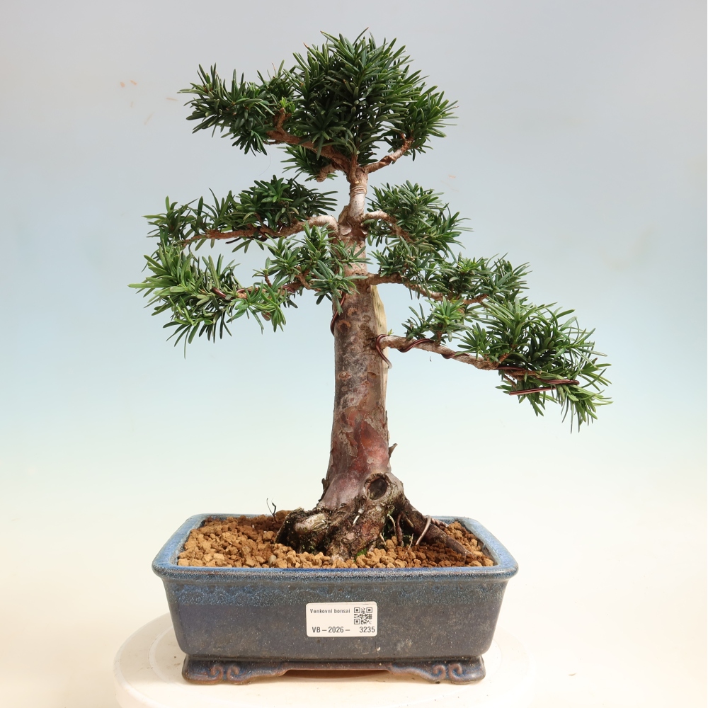 Outdoor Bonsai - Taxus cuspidata  - Japanese Yew
