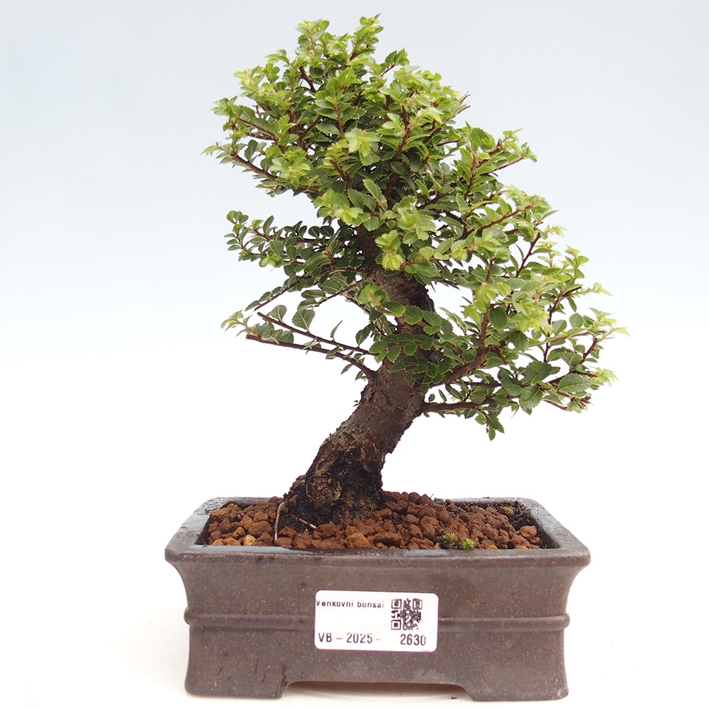 Outdoor bonsai - Ulmus parvifolia Hokkaido - Chinese elm