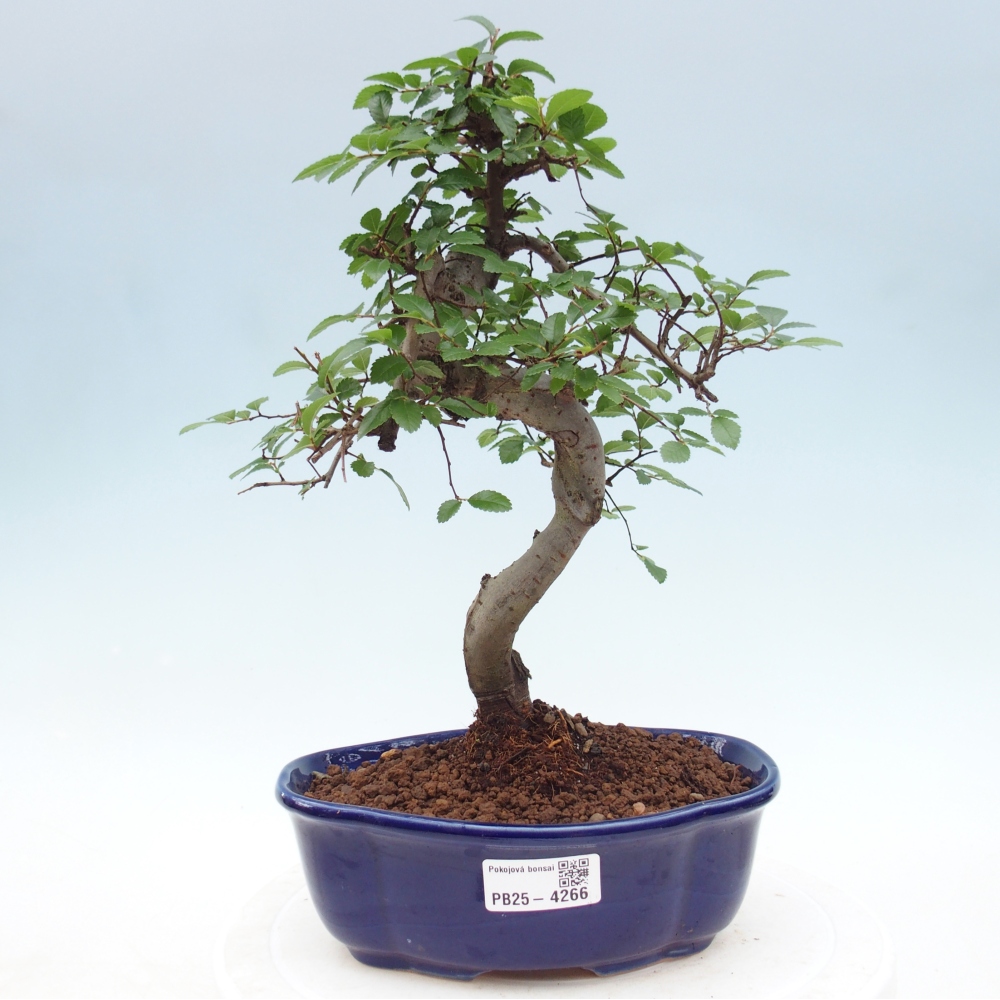 Room bonsai - Ulmus parvifolia - Small-leaved elm