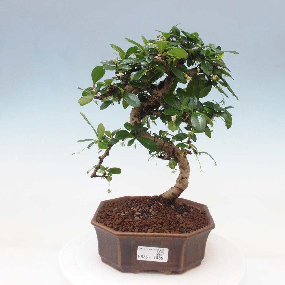 Room bonsai - Carmona macrophylla - Tea fuki