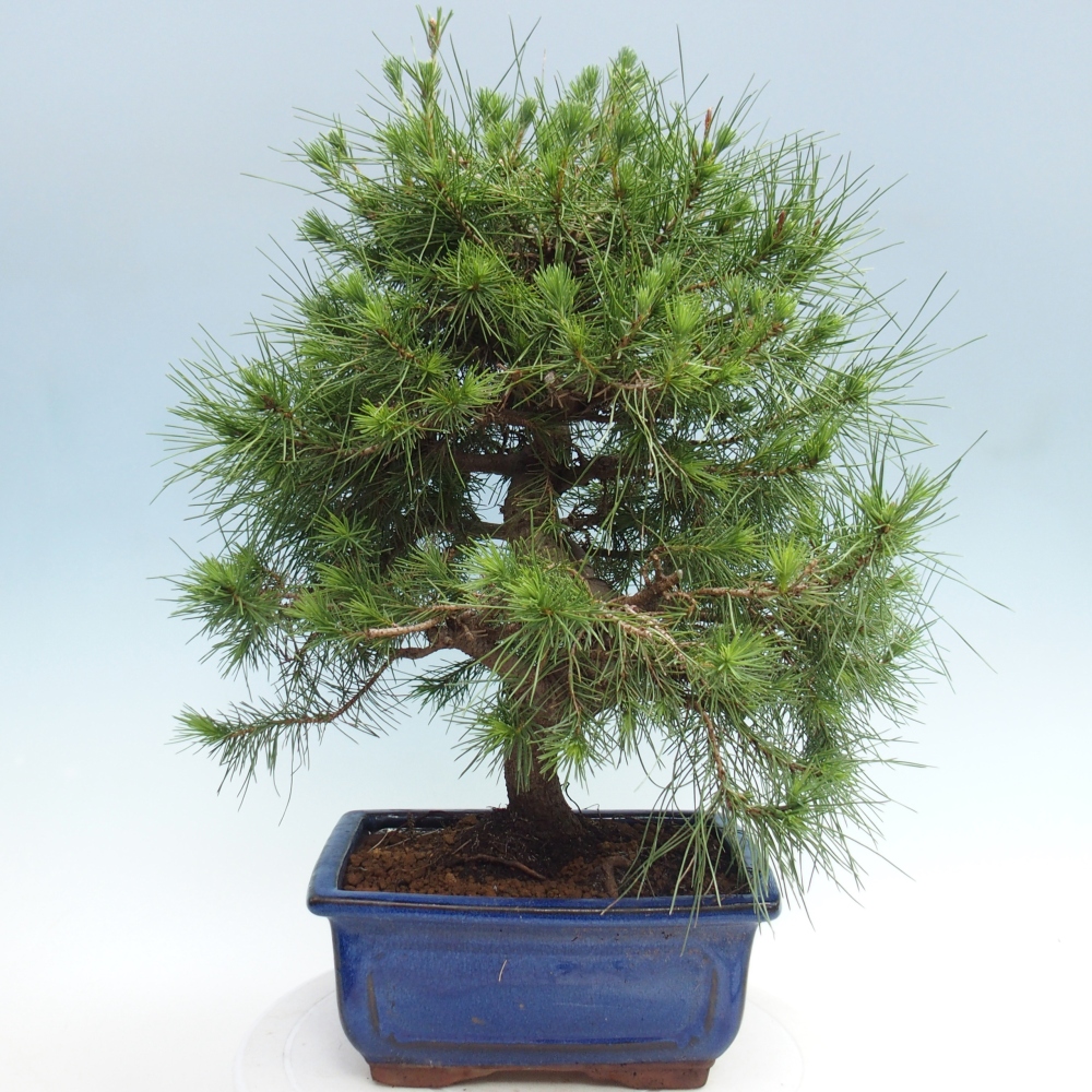 Room bonsai-Pinus halepensis-Pine of Aleppo