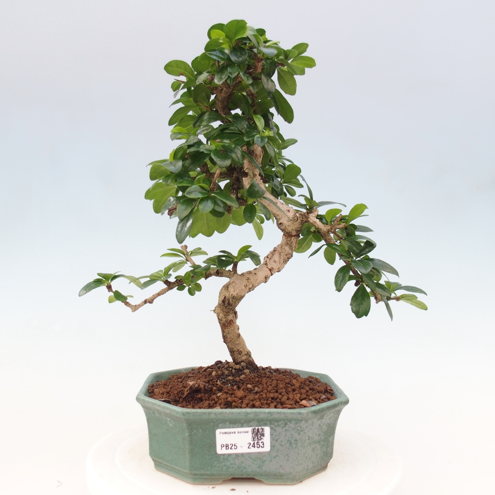 Room bonsai - Carmona macrophylla - Tea fuki