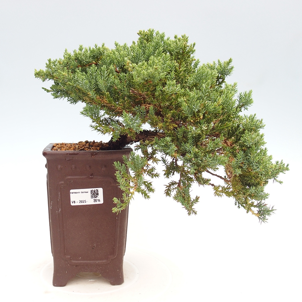 Outdoor bonsai - Juniperus procumbens - Prostrate Juniper