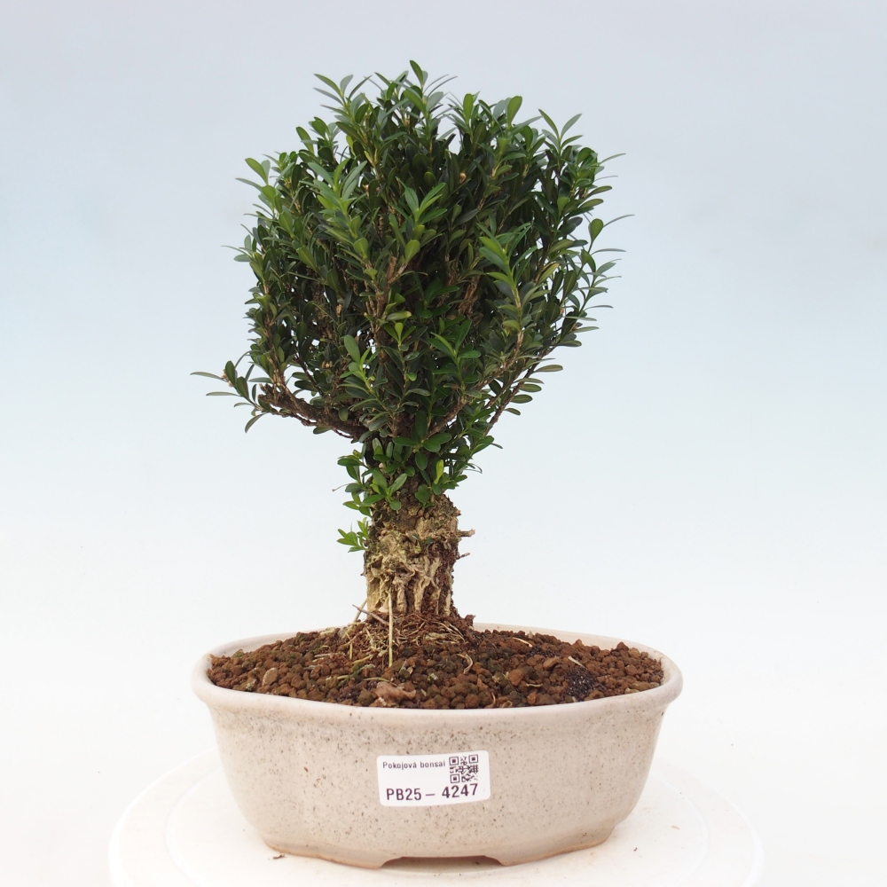 Room bonsai - Buxus harlandii - cork buxus