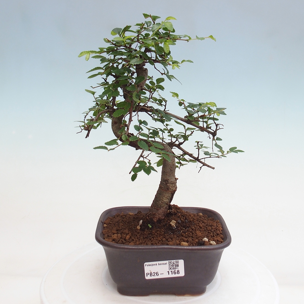 Room bonsai - Ulmus parvifolia - Small-leaved elm