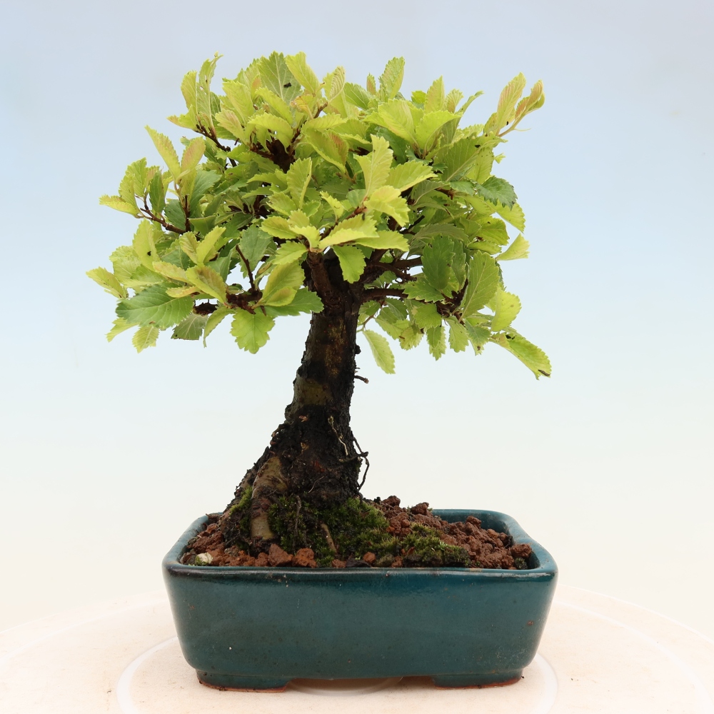 Outdoor bonsai - Zelkova - Zelkova NIRE