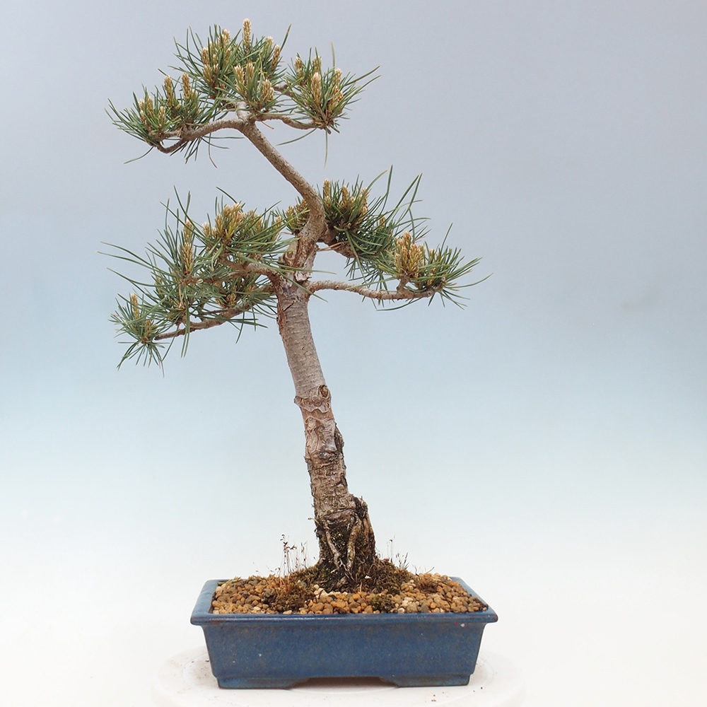 Outdoor bonsai - Pinus Sylvestris - Scots pine
