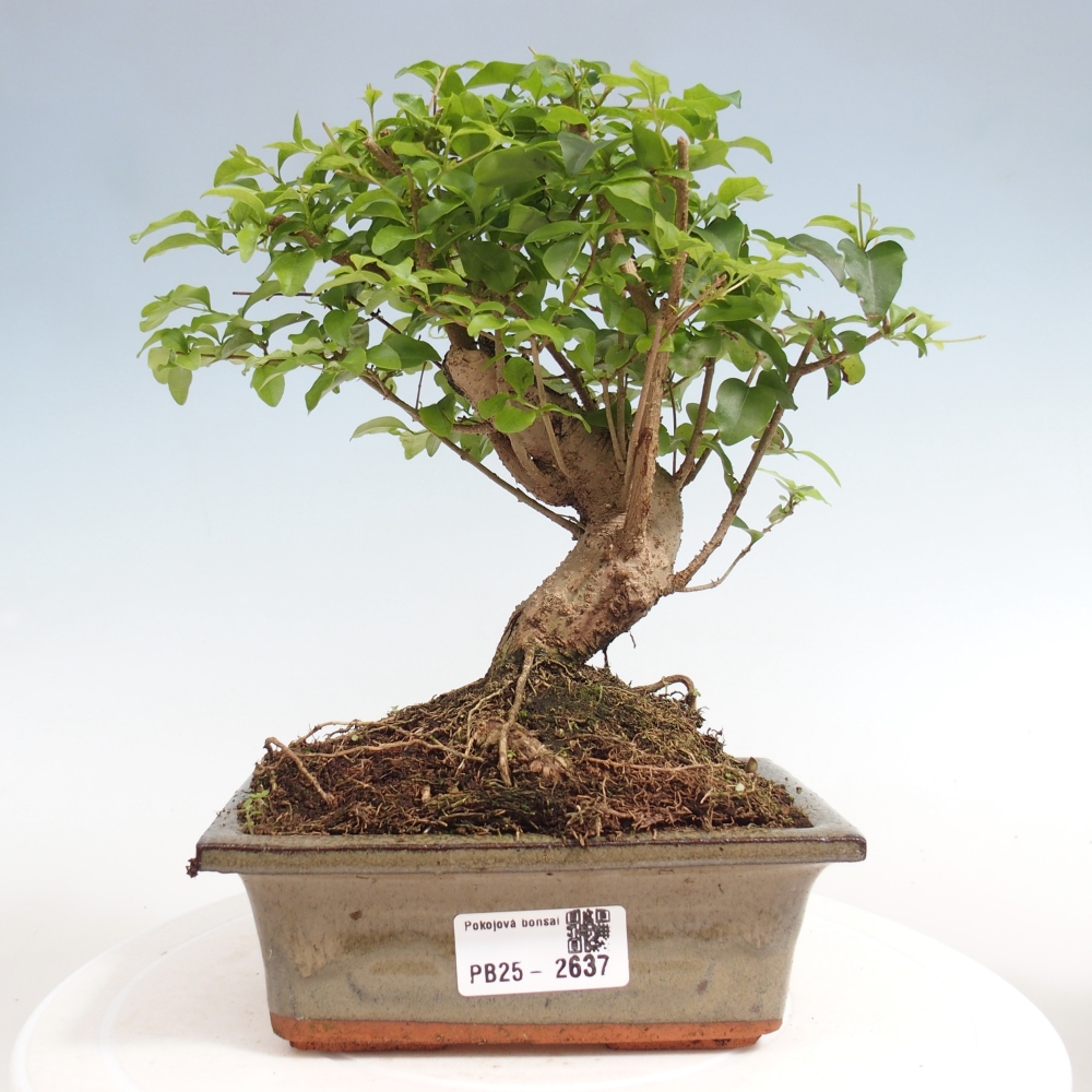Indoor bonsai - Ligustrum chinensis - Bird's eye view