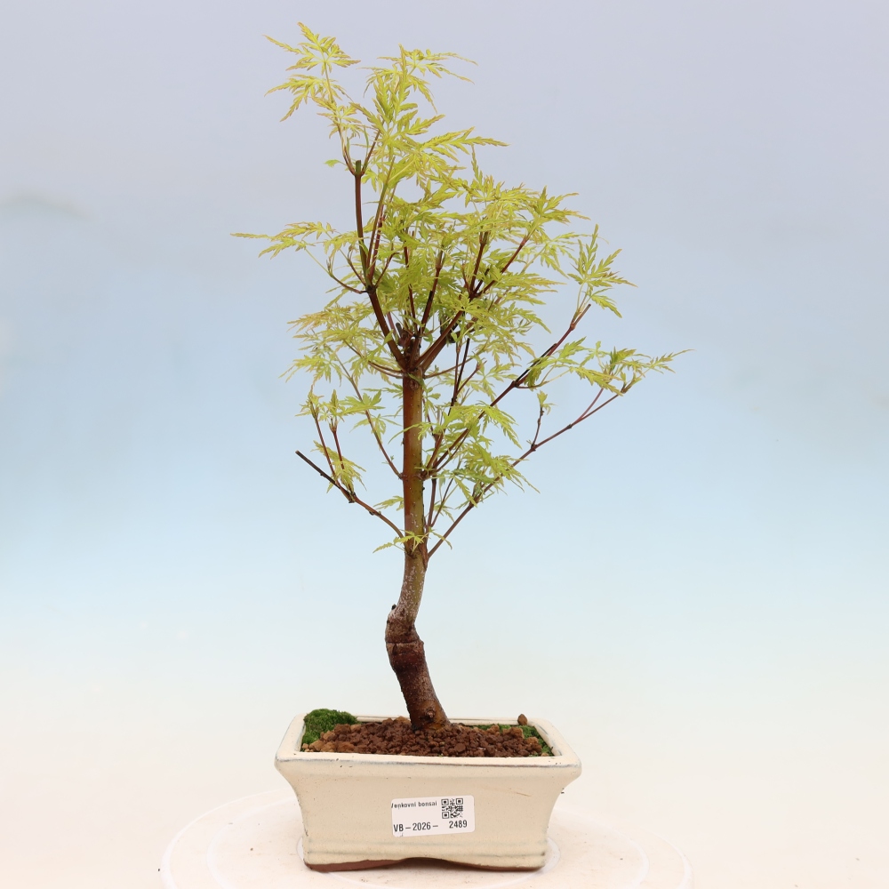 Outdoor Bonsai - Acer palmatum Dissectum - Japanese Maple 