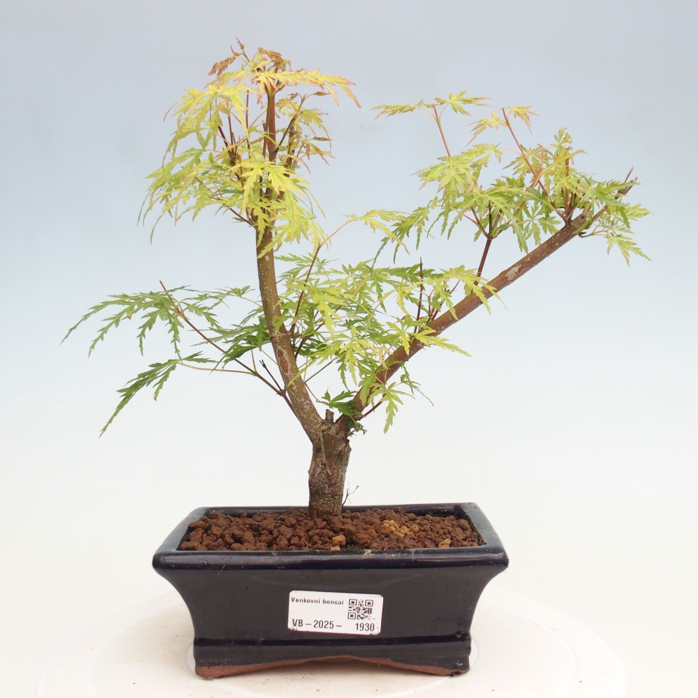 Outdoor bonsai - Acer palmatum Dissectum - Japanese Maple 
