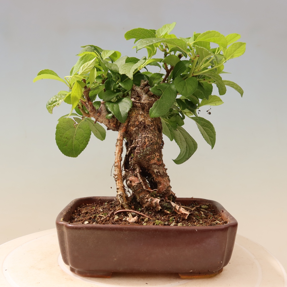 Outdoor bonsai - Celastrus orbiculatus