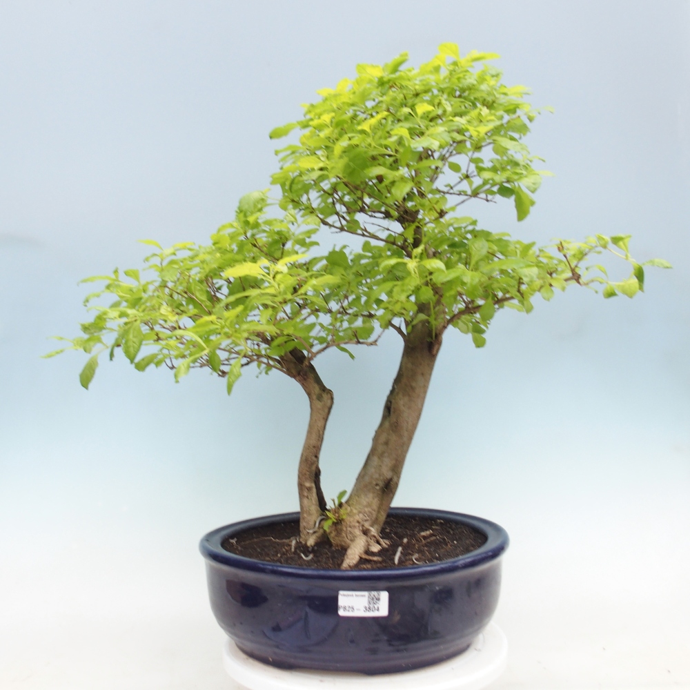 Room bonsai - Duranta erecta Aurea