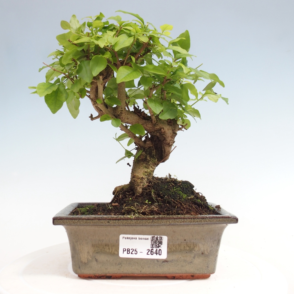 Indoor bonsai - Ligustrum chinensis - Bird's eye view