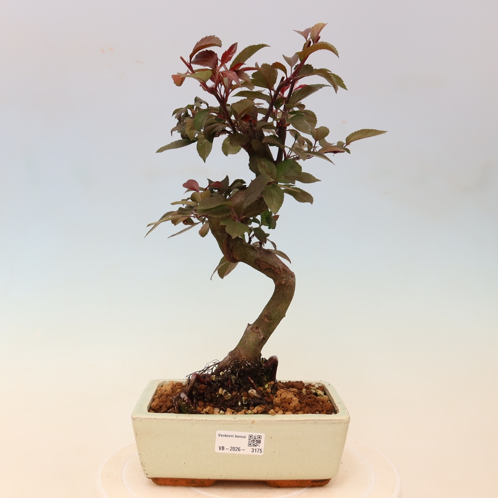 Outdoor bonsai -Malus domestica - Small-fruited red-leaved apple tree