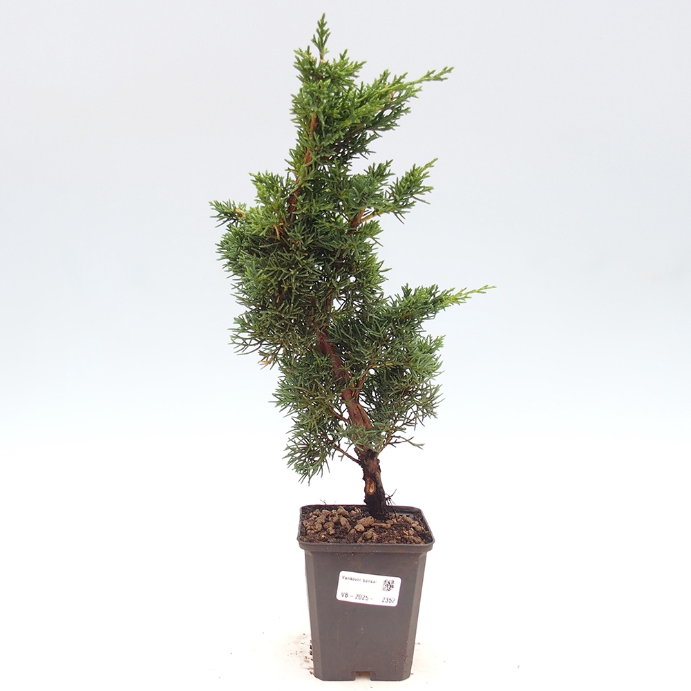 Outdoor bonsai - Juniperus chinensis Kishu - Chinese juniper