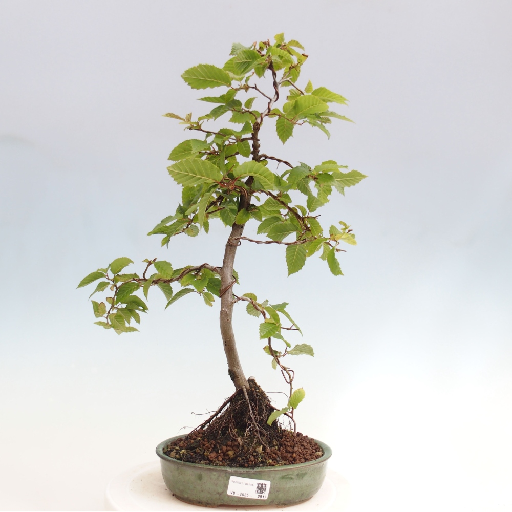 Outdoor bonsai - Hornbeam - Carpinus betulus