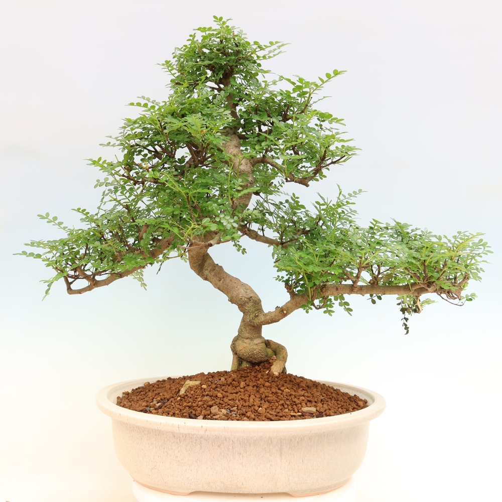 Room bonsai - Zantoxylum piperitum - pepper tree