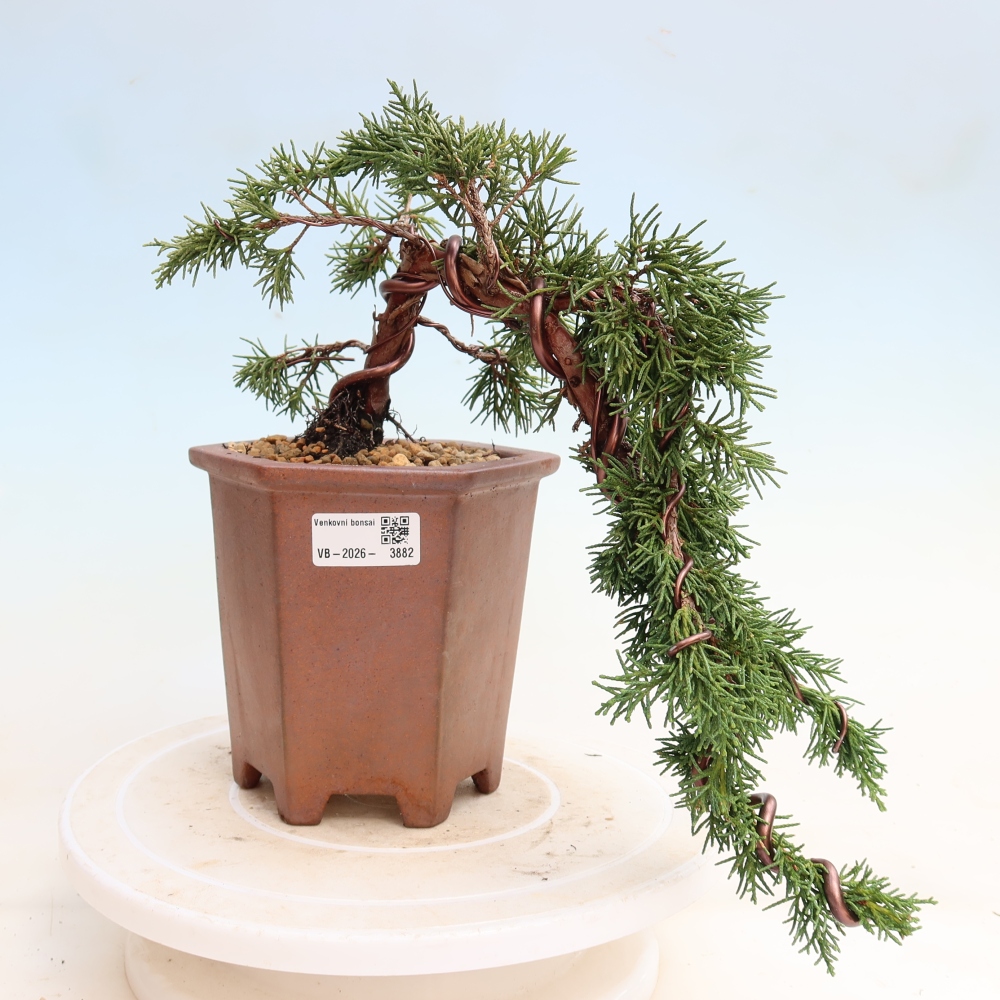 Outdoor bonsai - Juniperus chinensis Kishu