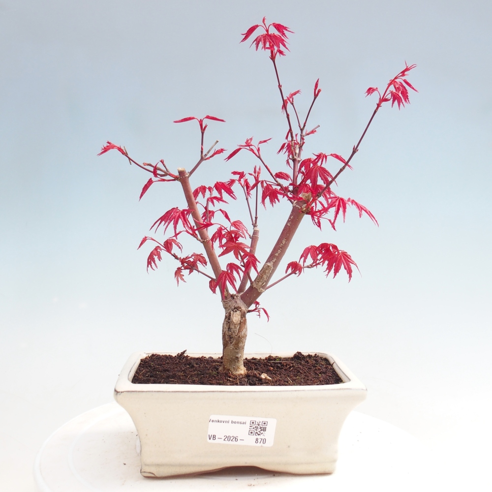 Outdoor bonsai - Acer palmatum DESHOJO