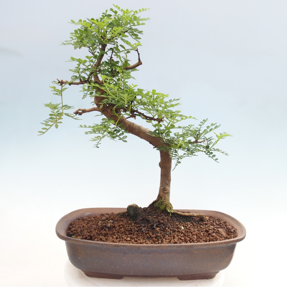 Room bonsai - Zantoxylum piperitum - pepper tree