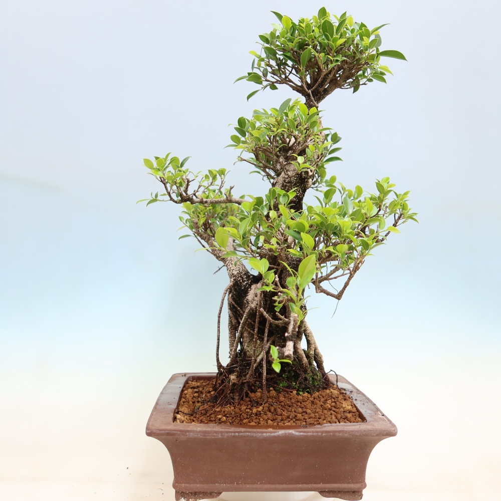 Room bonsai - Ficus kimmen - small-leaved ficus