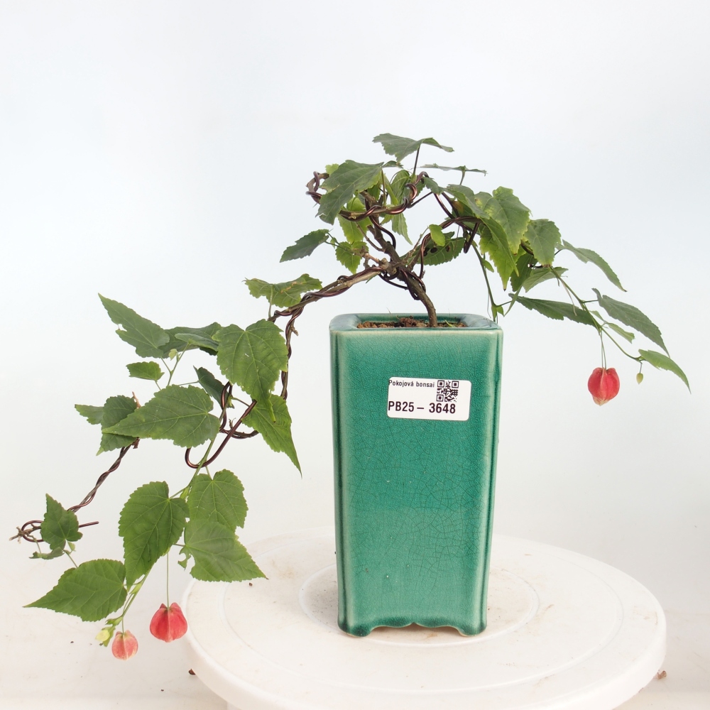 Indoor bonsai - Abutilon Big Bell - Cloudberry