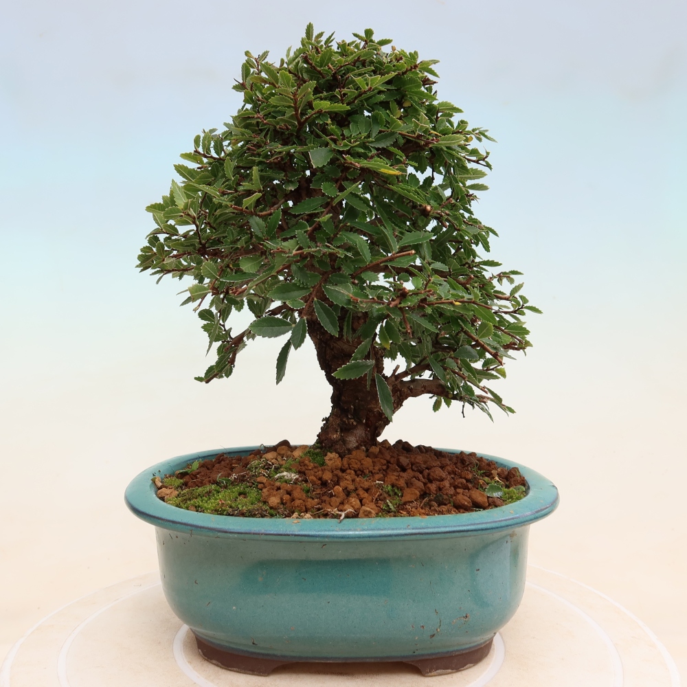 Outdoor bonsai - Zelkova - Zelkova NIRE