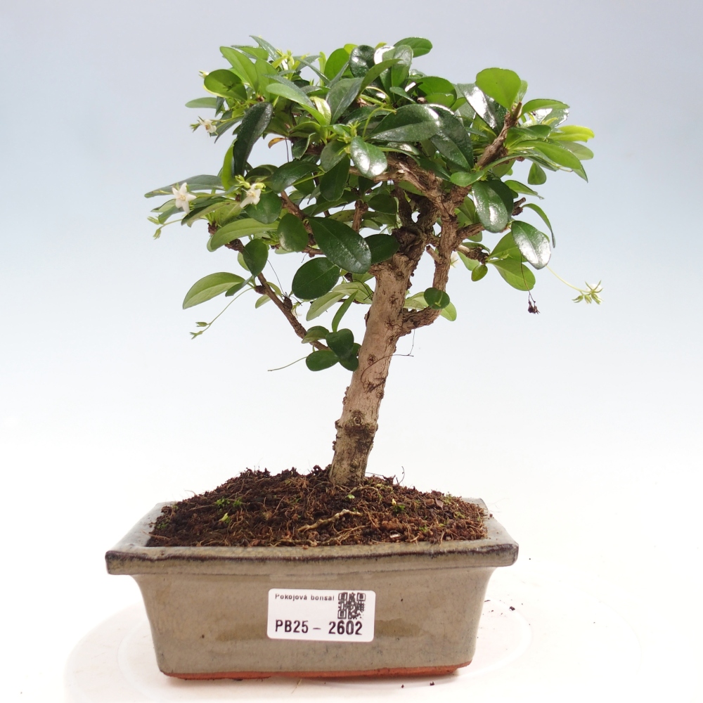 Indoor bonsai - Carmona macrophylla - Fuki tea