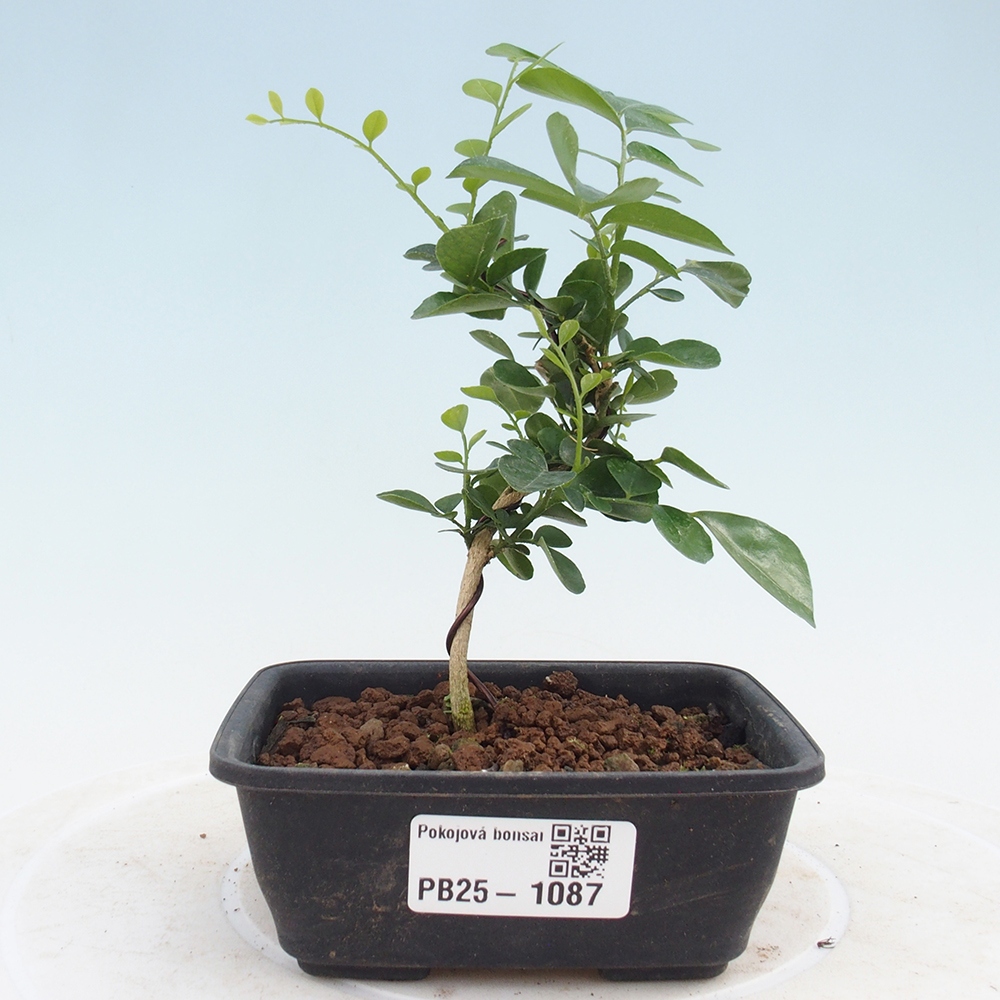 Room bonsai - Muraya paniculata