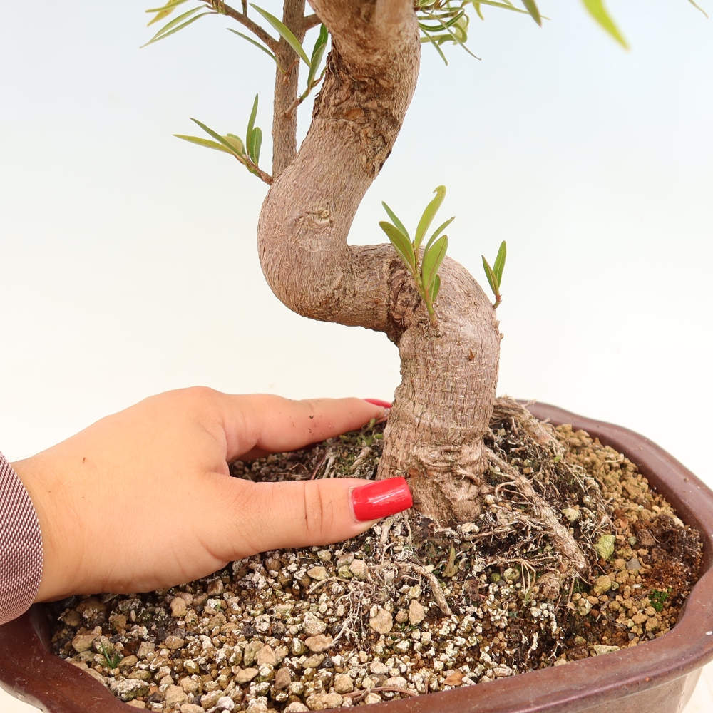 Room bonsai - Ficus nerifolia - small-leaved ficus