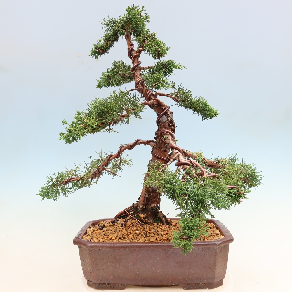 Outdoor bonsai - Juniperus chinensis Kishu