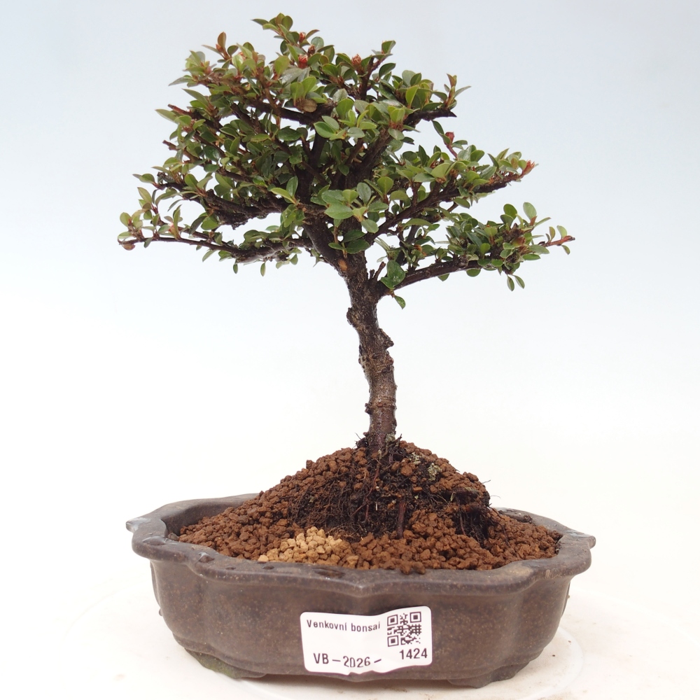 Outdoor bonsai - Cotoneaster horizontalis - Rocky Mountain