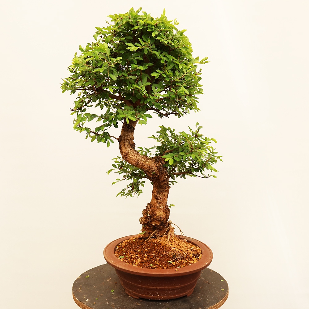 Outdoor bonsai - Zelkova - Zelkova NIRE