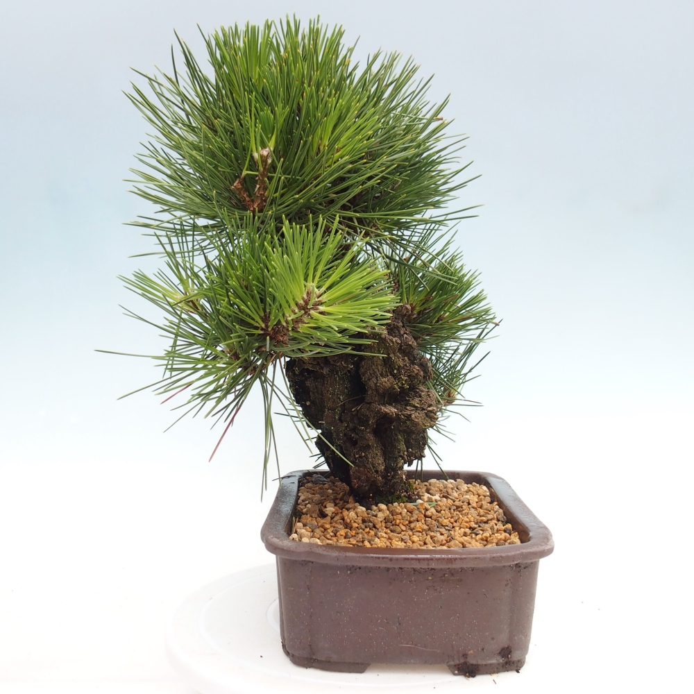 Outdoor bonsai - Pinus thunbergii - Thunbergia pine