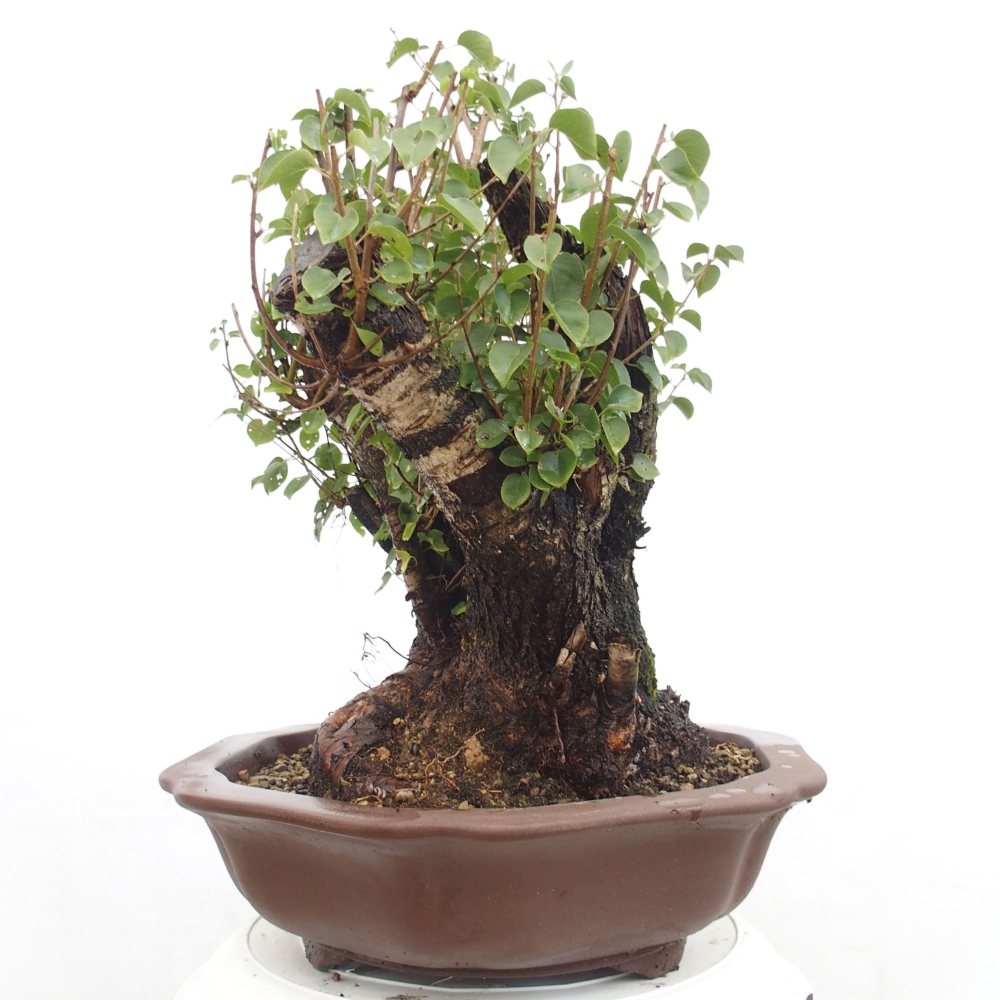 Outdoor bonsai - Mahalebka - Prunus mahaleb