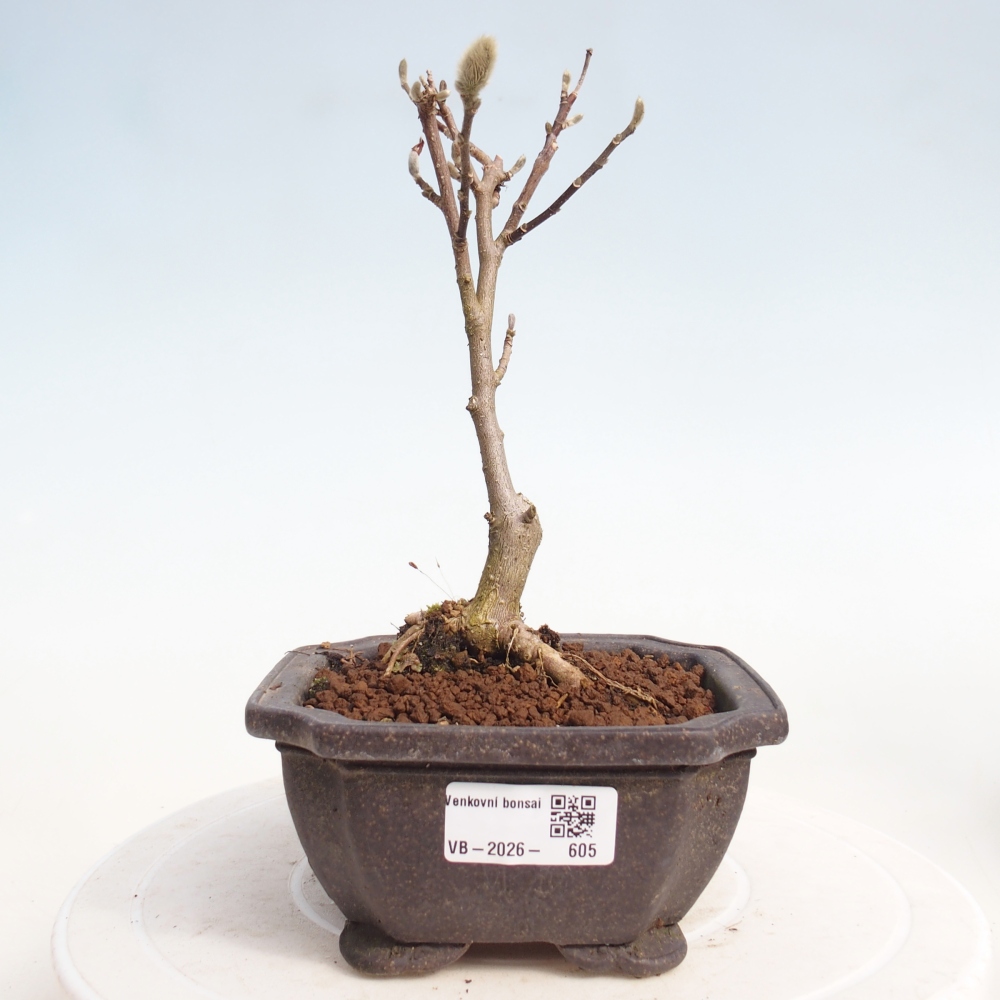 Outdoor bonsai - Magnolia stellata