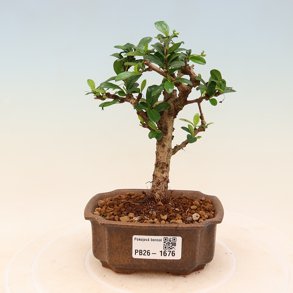 Room bonsai - Carmona macrophylla - Tea fuki