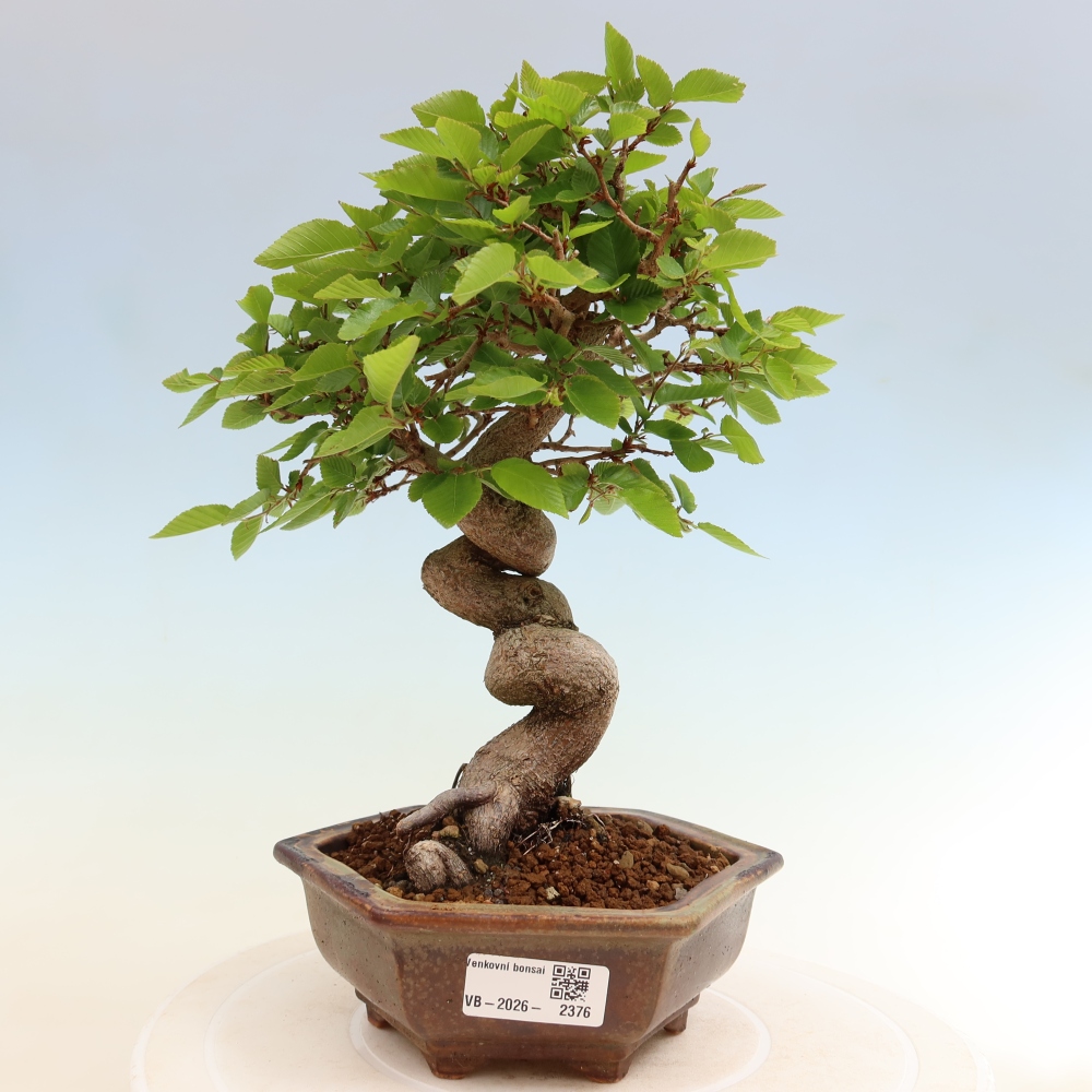 Outdoor bonsai -Carpinus coreana - Korean Hornbeam