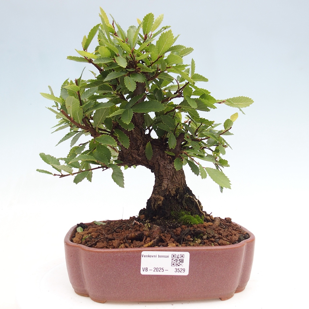 Outdoor bonsai - Zelkova - Zelkova serrata