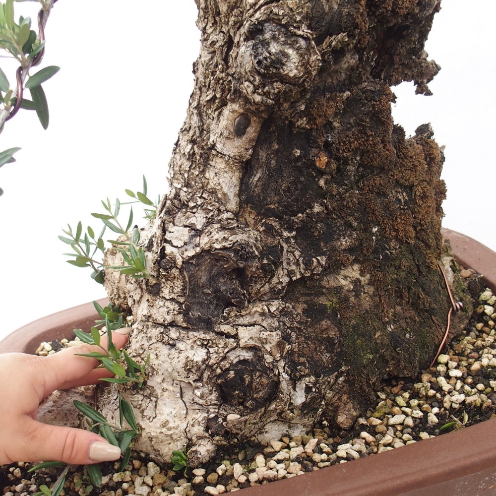 Indoor bonsai - Olea europaea sylvestris - European small-leaved olive oil